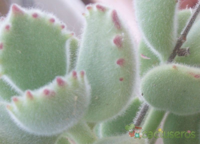 A photo of Cotyledon tomentosa