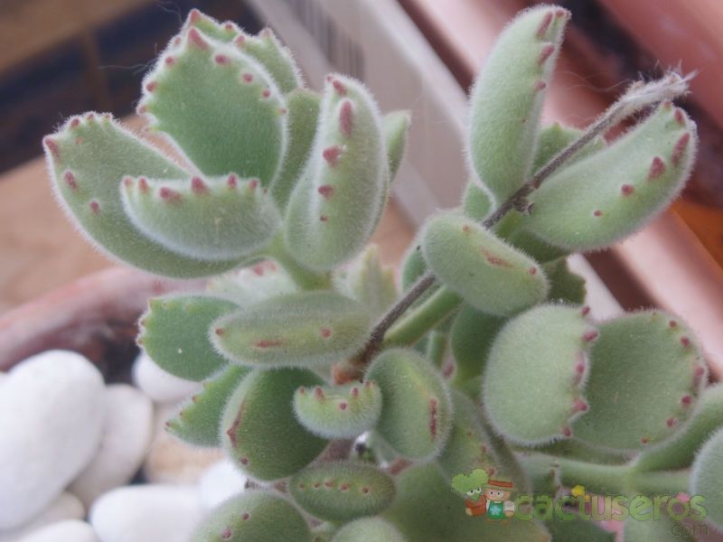 A photo of Cotyledon tomentosa