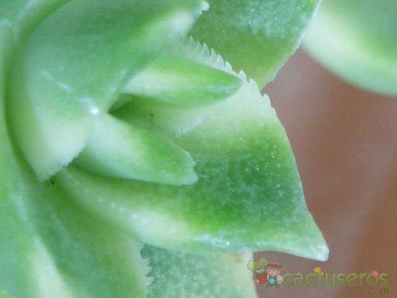 Una foto de Crassula perforata fma. variegada