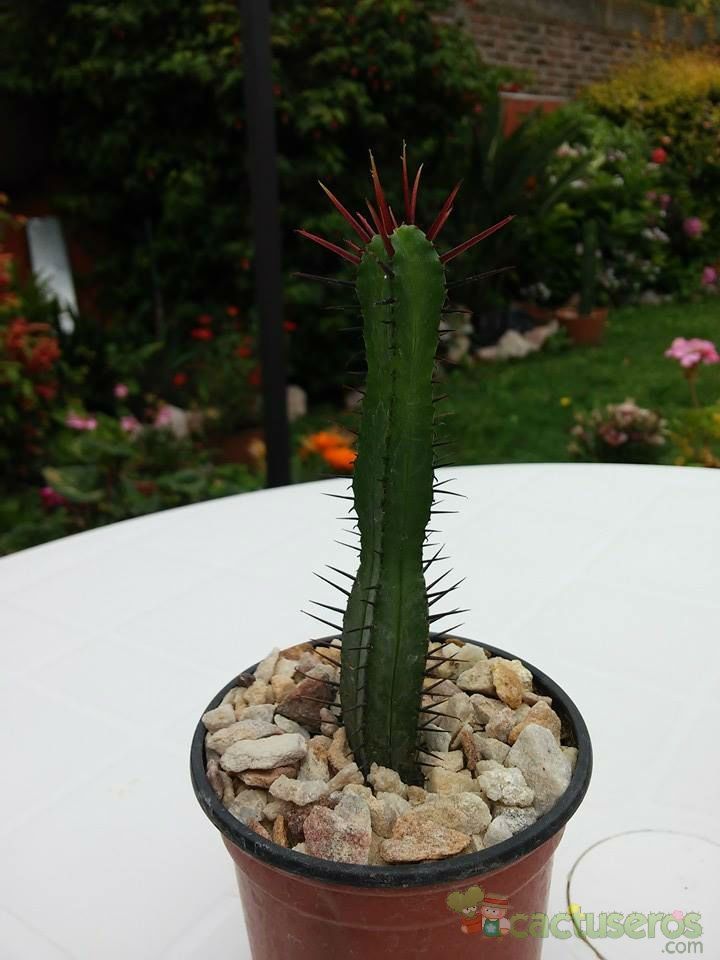 A photo of Euphorbia enopla