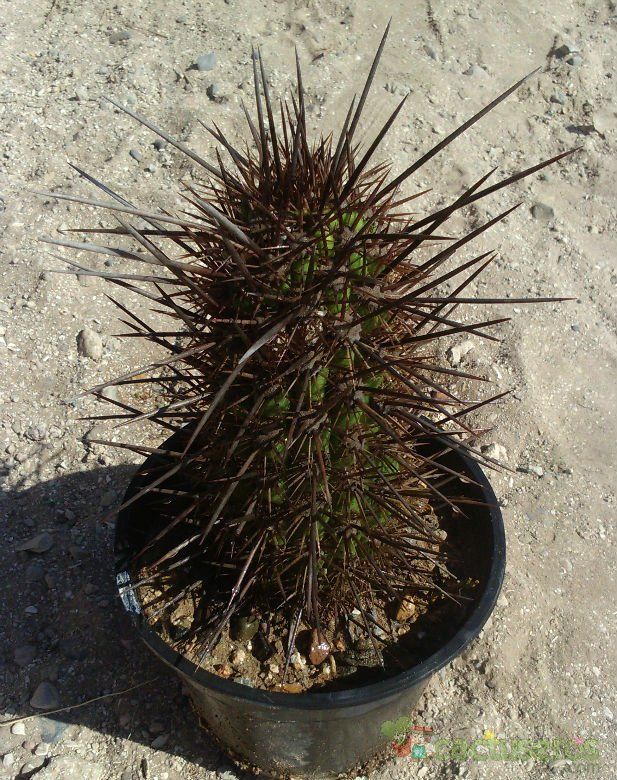A photo of Echinopsis deserticola