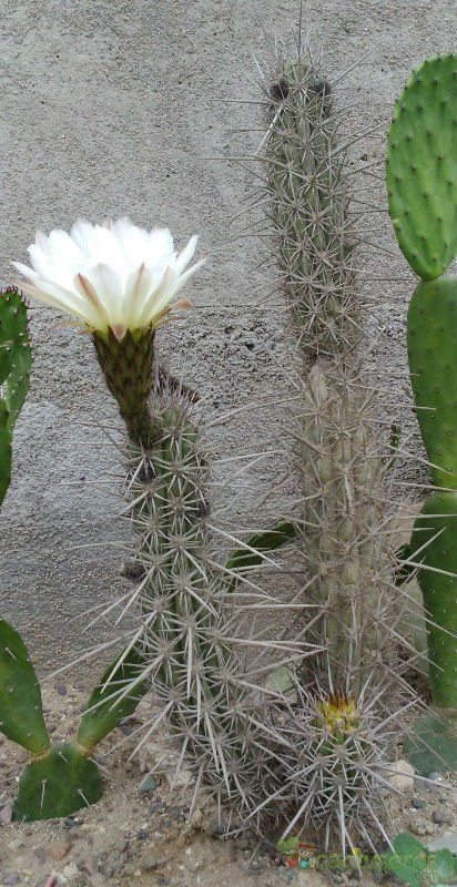 A photo of Echinopsis deserticola