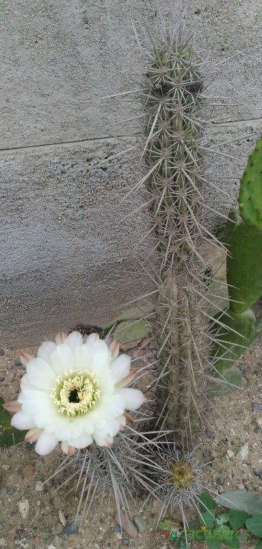 Una foto de Echinopsis deserticola