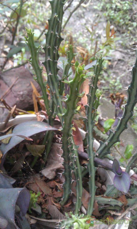 Una foto de Euphorbia knuthii