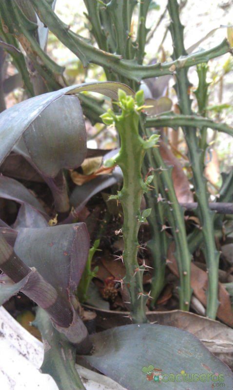 Una foto de Euphorbia knuthii