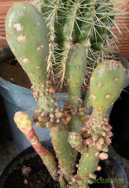 Una foto de Opuntia tuna fma. monstruosa