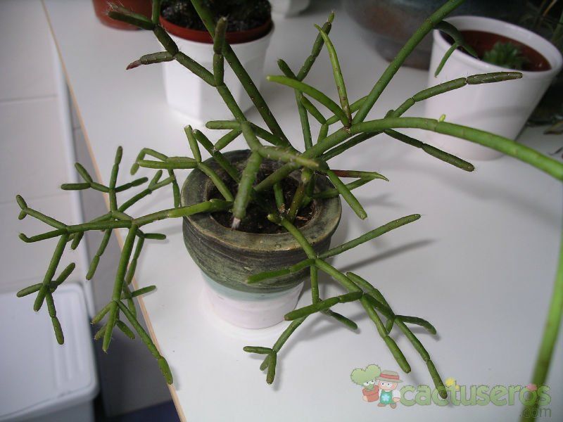 A photo of Rhipsalis cereuscula