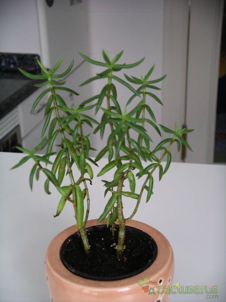 Una foto de Crassula tetragona