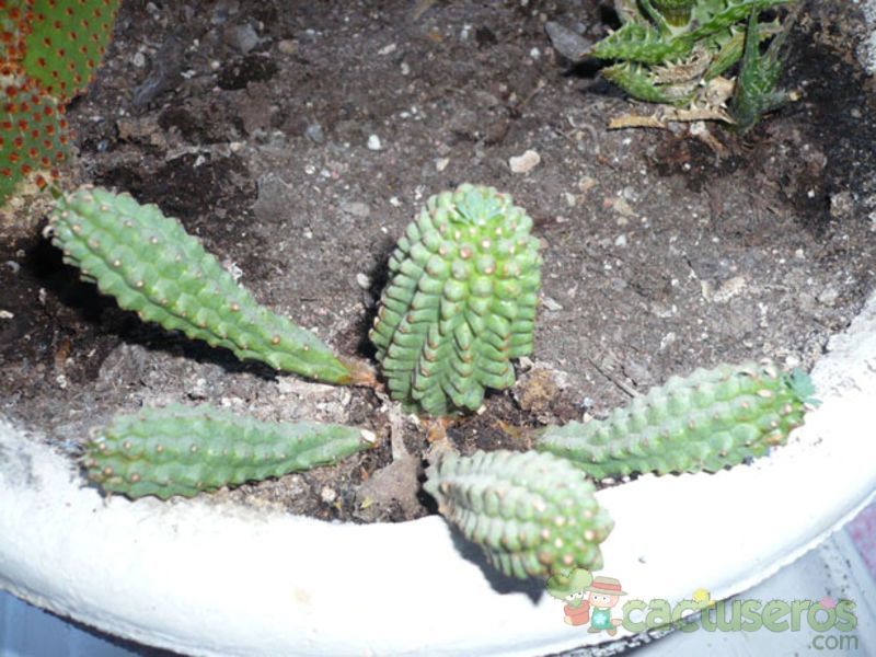 A photo of Euphorbia fimbriata