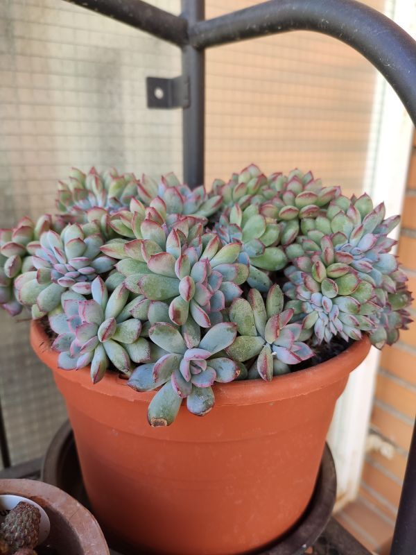 Foto de un cactus que se está identificando actualmente