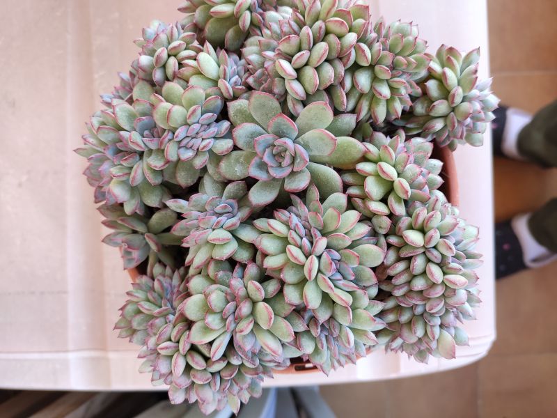 Foto de un cactus que se está identificando actualmente