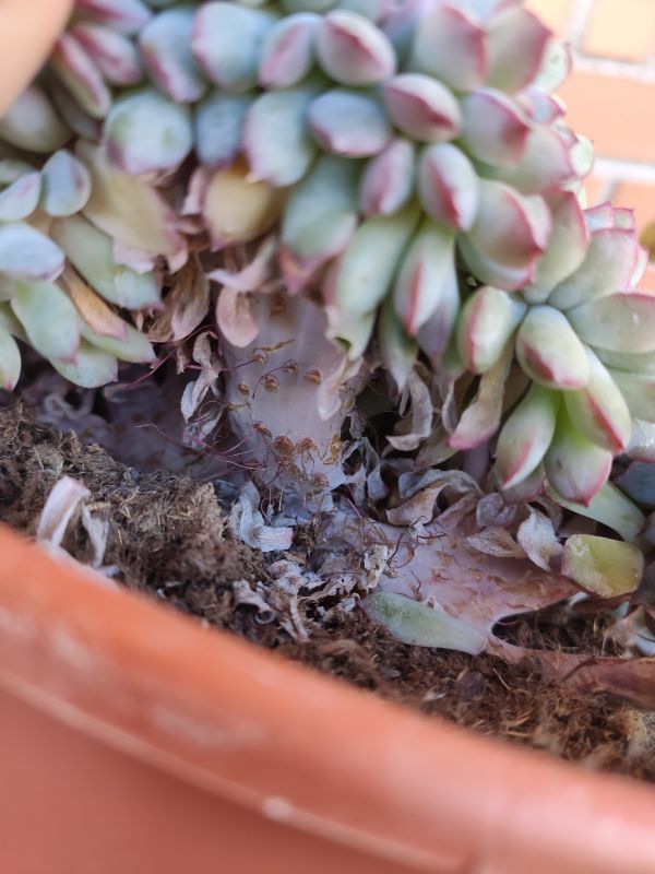 Foto de un cactus que se está identificando actualmente