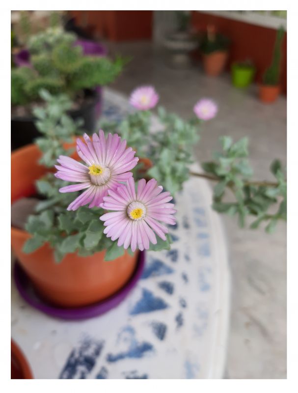 A photo of Lampranthus deltoides
