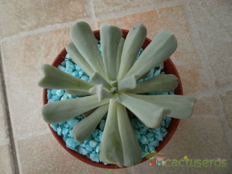 Una foto de Echeveria runyonii cv. Topsy turvy 