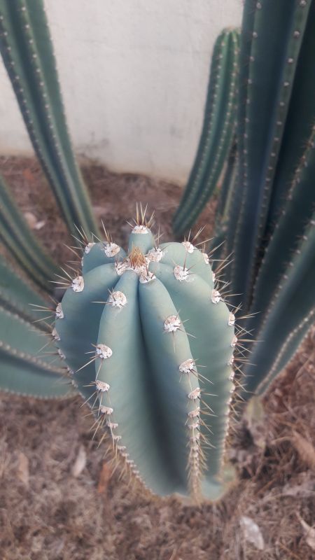 A photo of Cereus peruvianus