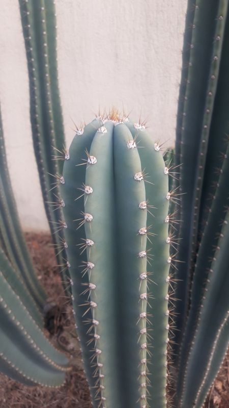 A photo of Cereus peruvianus