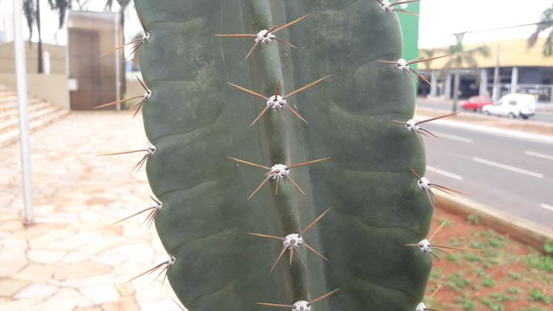 Una foto de Cereus peruvianus