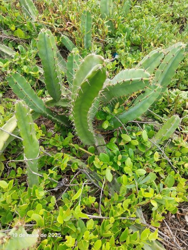Una foto de Cereus fernambucensis