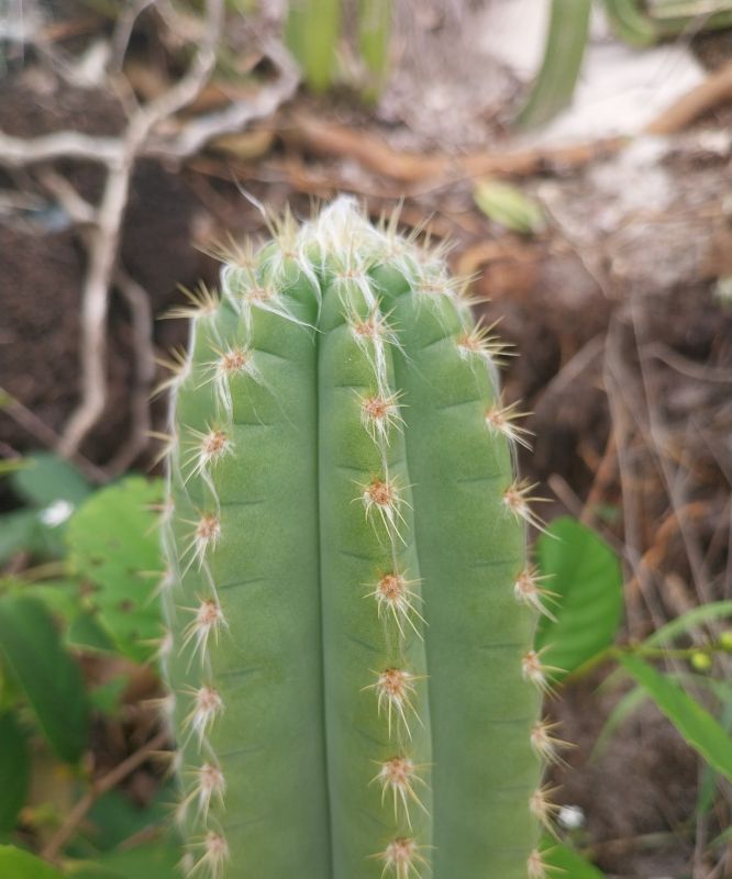 Foto de un cactus que se está identificando actualmente