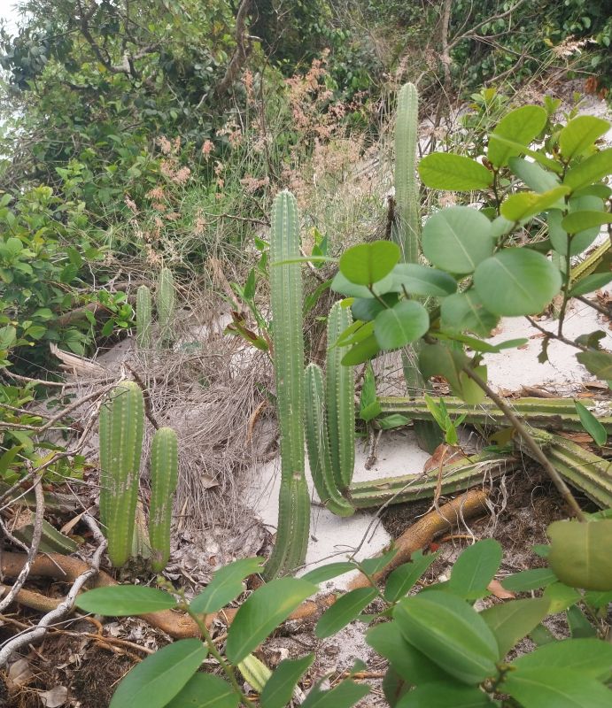 Foto de un cactus que se está identificando actualmente