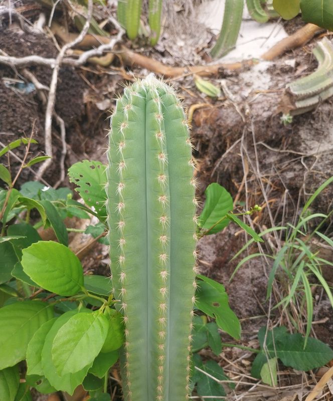Foto de un cactus que se está identificando actualmente