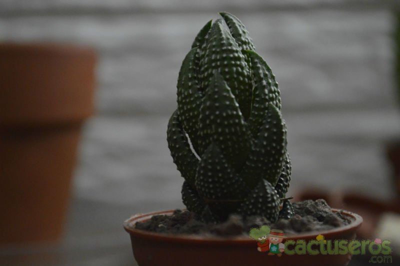 A photo of Haworthia coarctata