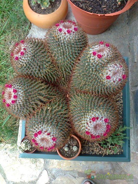 A photo of Mammillaria rhodantha ssp. rhodantha