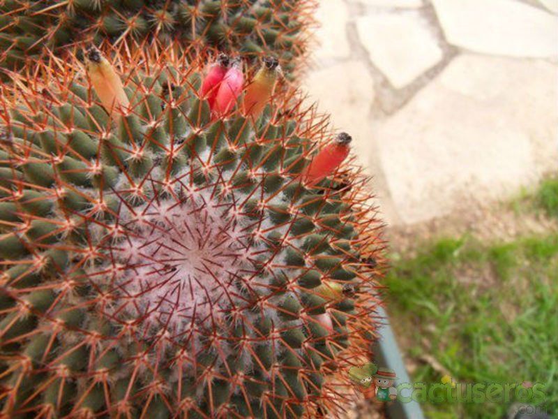 A photo of Mammillaria rhodantha ssp. rhodantha