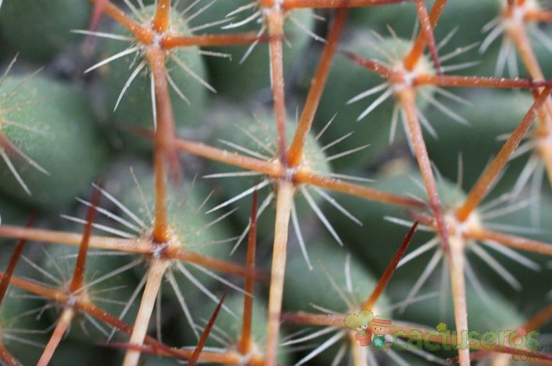 A photo of Mammillaria rhodantha ssp. rhodantha