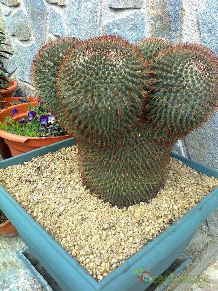 A photo of Mammillaria rhodantha ssp. rhodantha