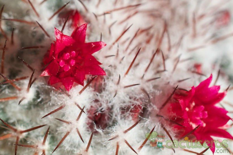A photo of Mammillaria rhodantha ssp. rhodantha