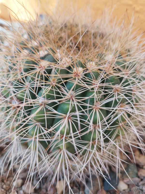 A photo of Parodia concinna ssp. agnetae