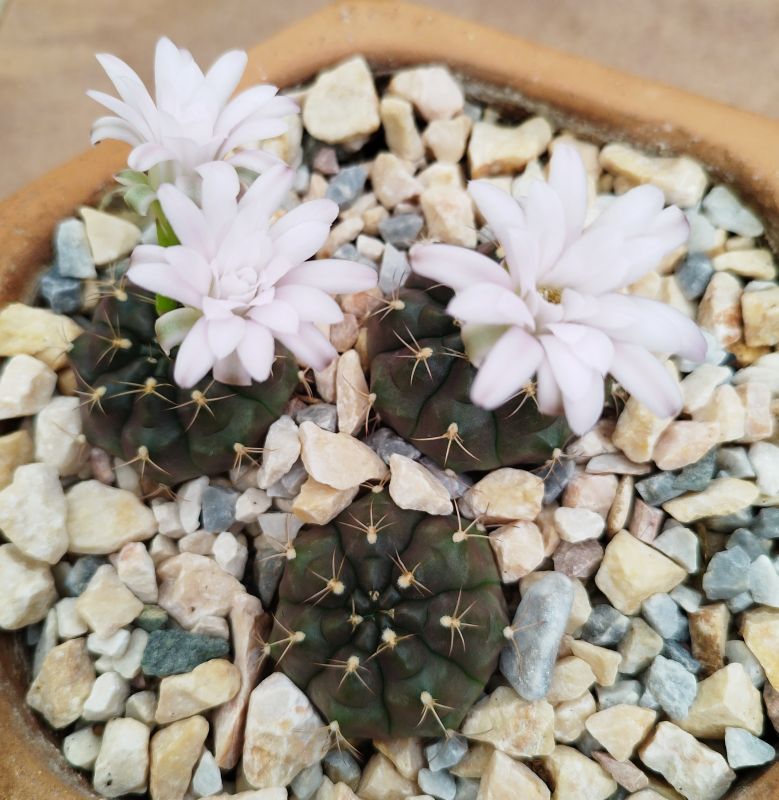 A photo of Gymnocalycium anisitsii