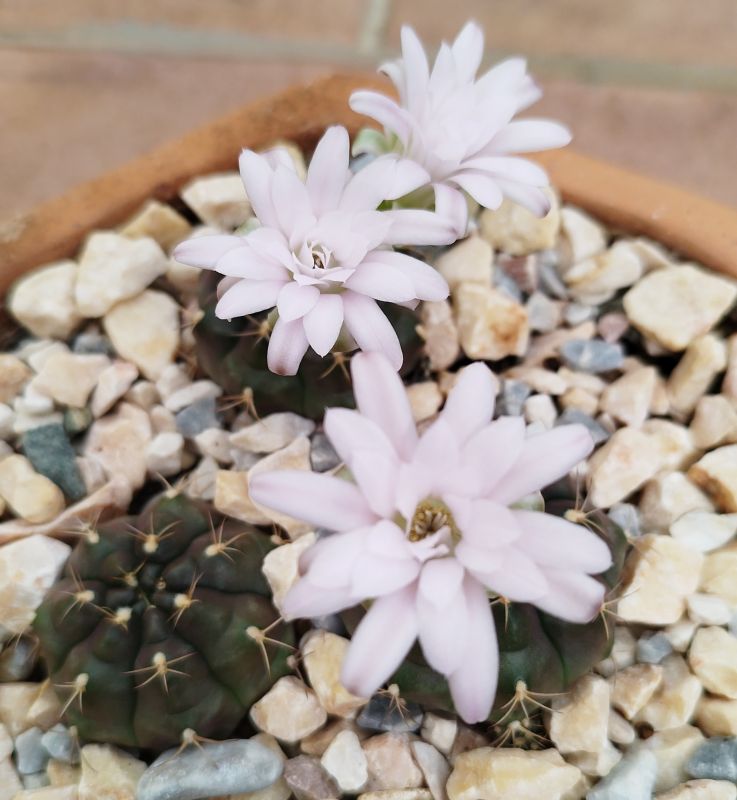 A photo of Gymnocalycium anisitsii
