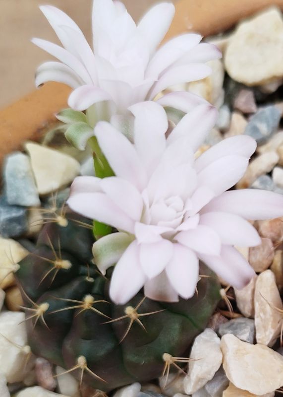 A photo of Gymnocalycium anisitsii