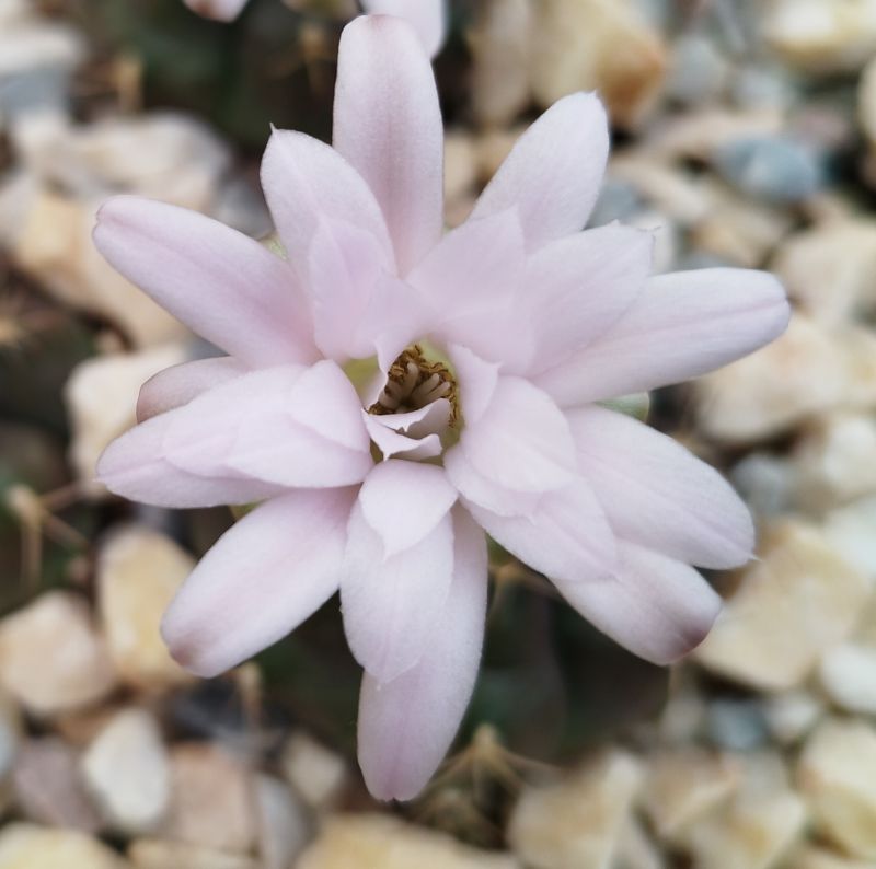 A photo of Gymnocalycium anisitsii