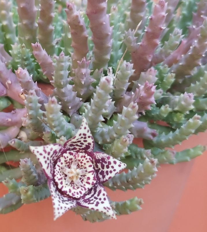 A photo of Orbea variegata