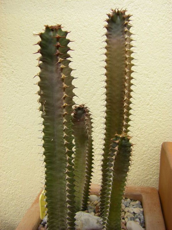 Una foto de Euphorbia canariensis