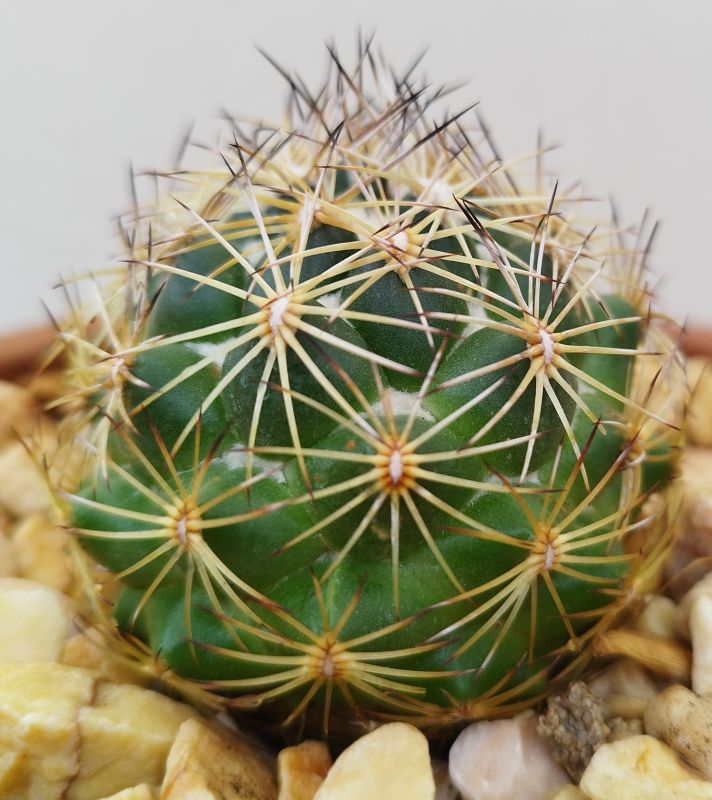 Una foto de Coryphantha cornifera