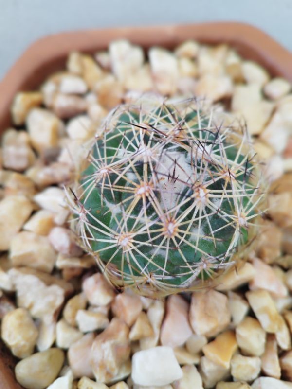 Una foto de Coryphantha cornifera