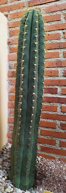 A photo of Trichocereus validus