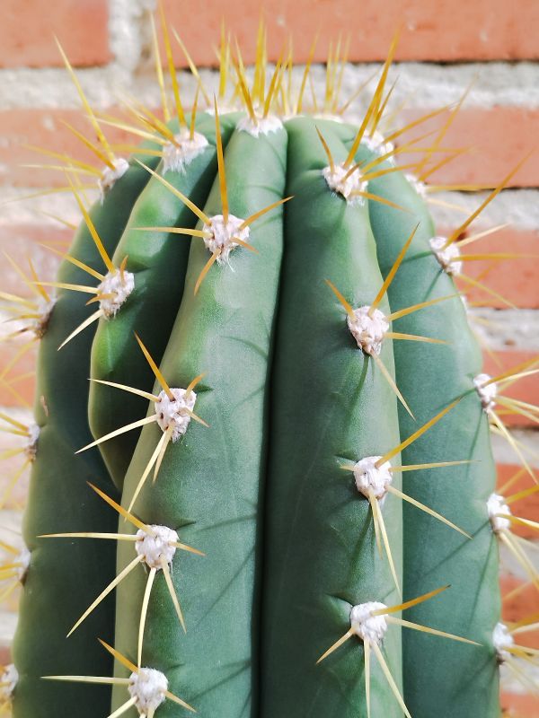 A photo of Trichocereus validus