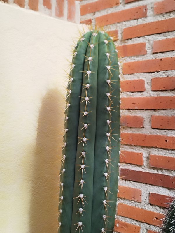 A photo of Trichocereus validus