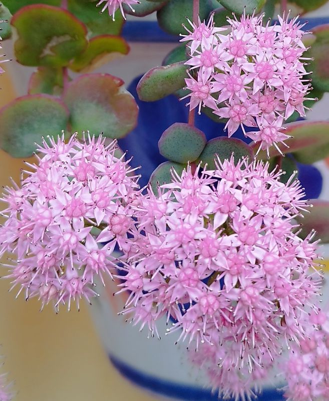 Una foto de Sedum sieboldii