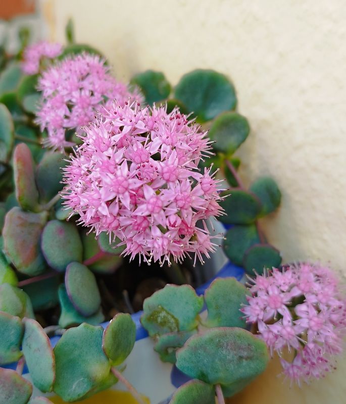Una foto de Sedum sieboldii