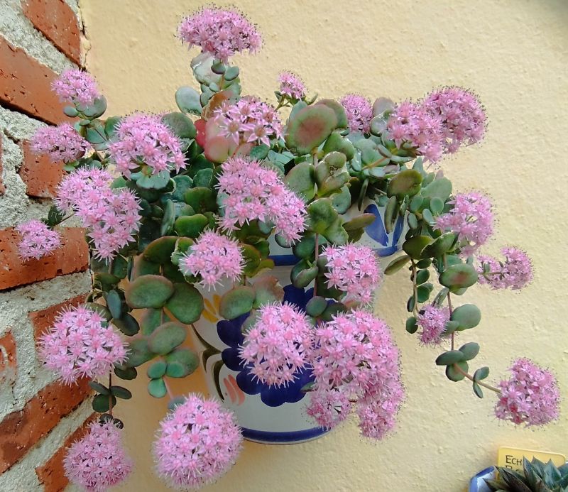 Una foto de Sedum sieboldii