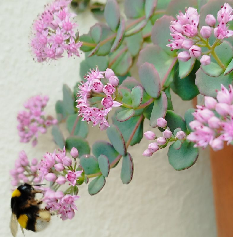 Una foto de Sedum sieboldii