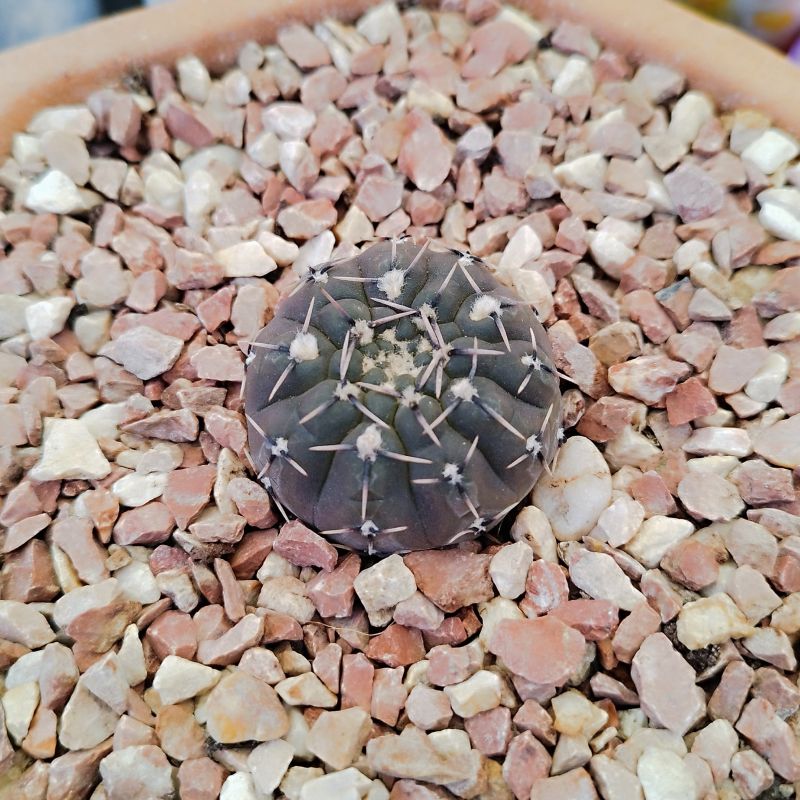 A photo of Gymnocalycium bodenbenderianum