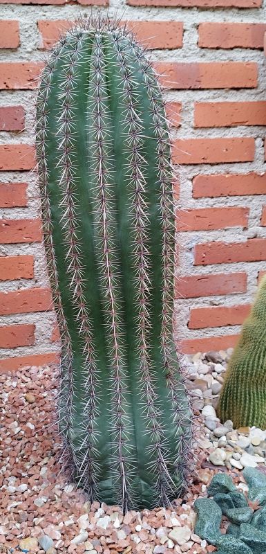 Una foto de Carnegiea gigantea