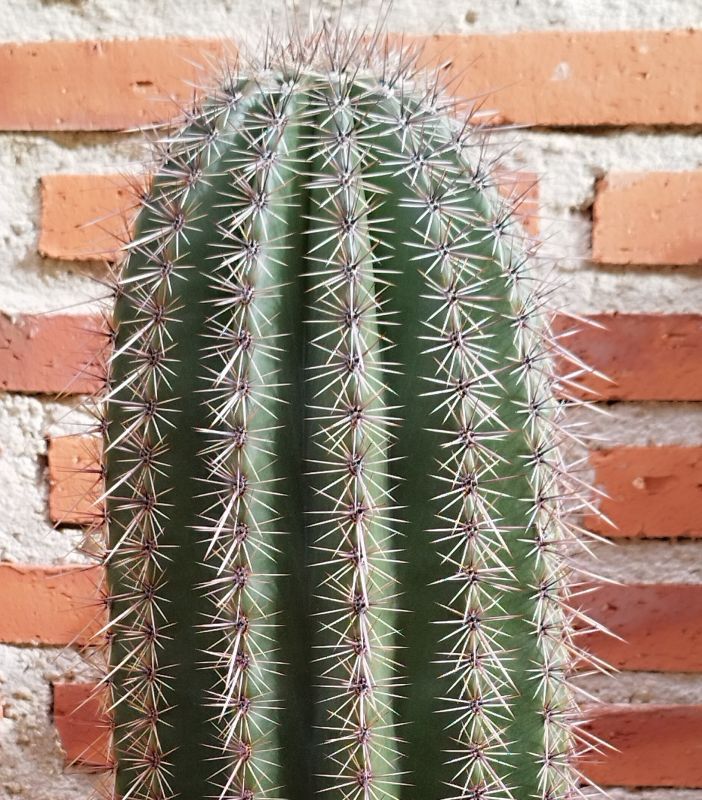 Una foto de Carnegiea gigantea